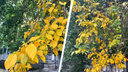 В Новосибирске листья пожелтели в середине лета — объясняем почему
