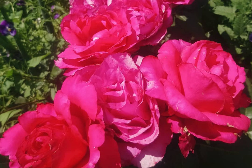 Роза Экзотика - особенности и характеристика сорта, правила посадки, выращивания и ухода, отзывы