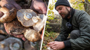 Поехали по грибы: где под Ростовом искать самые грибные места и как собирать