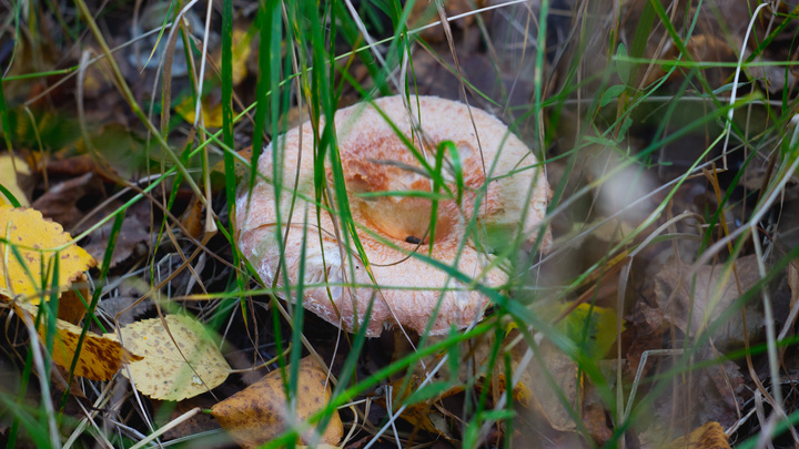 Сезон грибов стартовал в Забайкалье — пошли первые маслята и рыжики