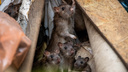 Семью крыс снова заметили в центре Новосибирска — показываем их детей на свежих фото