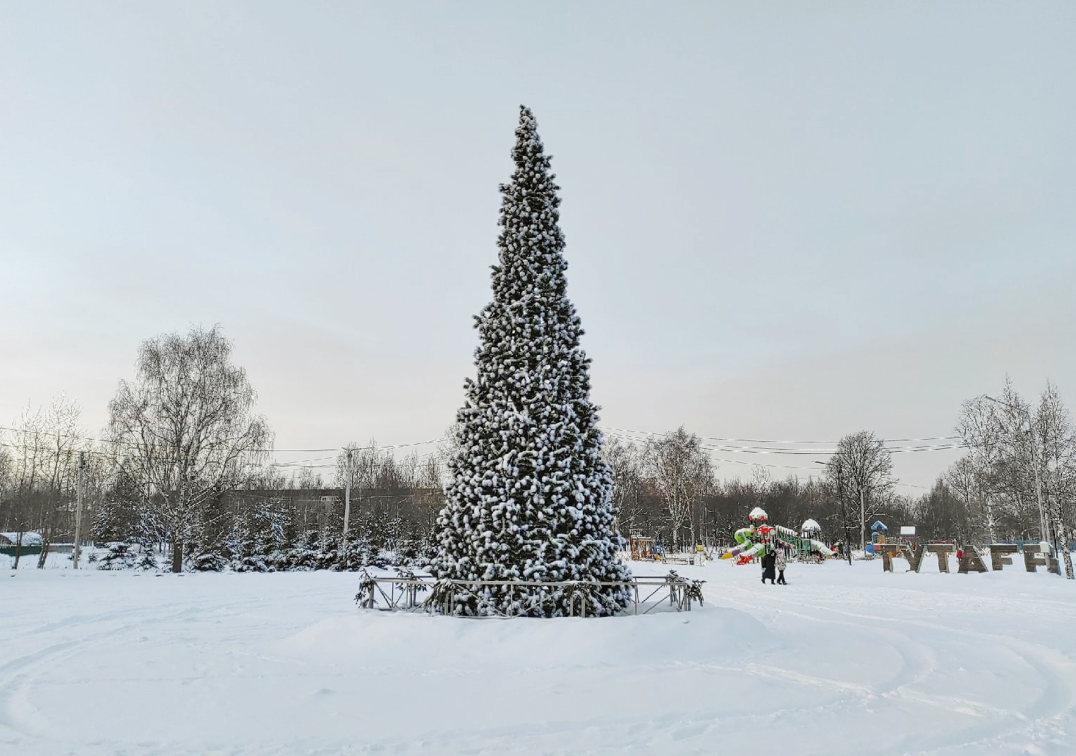 Главная елка карелии. Центральная елка в Ярославле. Новогодняя елка Рыбинск. Где Главная елка в Ярославле. Ярославль на новый год что посмотреть.