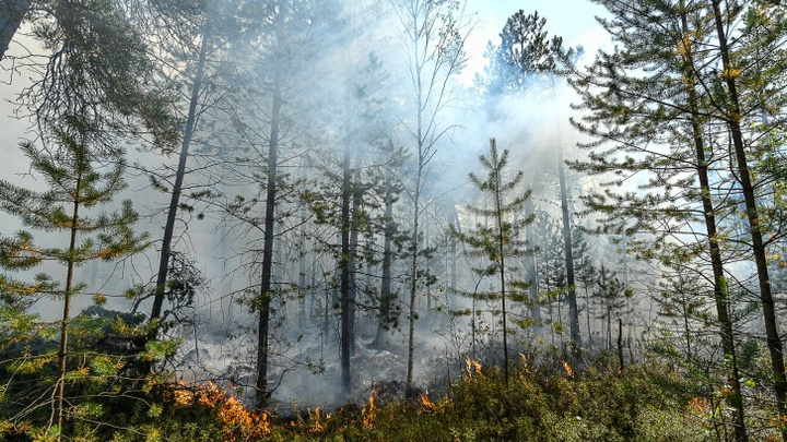 В Татарстане выгорело 210 га леса. По площади это почти как 300 футбольных полей