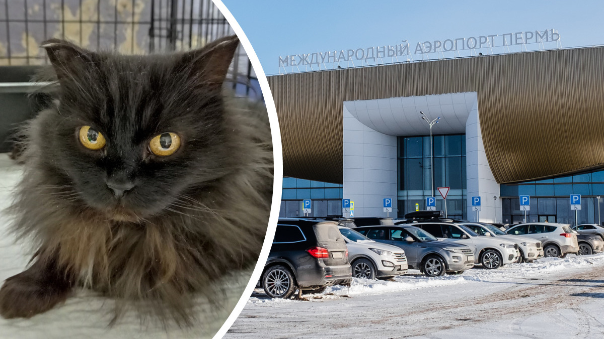 Возле аэропорта в Перми нашли кошку. Волонтеры считают, что ее бросили улетевшие хозяева
