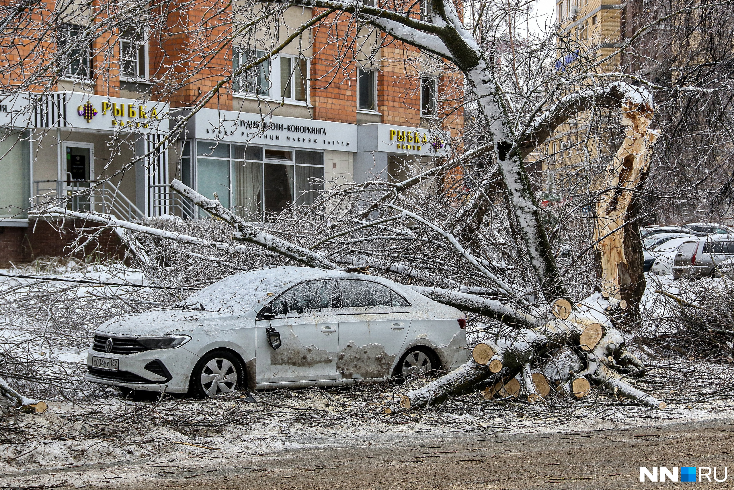 Изумрудный дождь нижний новгород 2024. Упавшее дерево. Ледяной дождь. Последствия ледяного дождя.