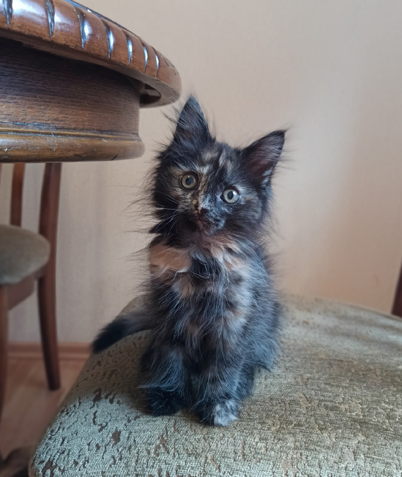 Чем не котенок Гав? Чем не котенок Гав?
