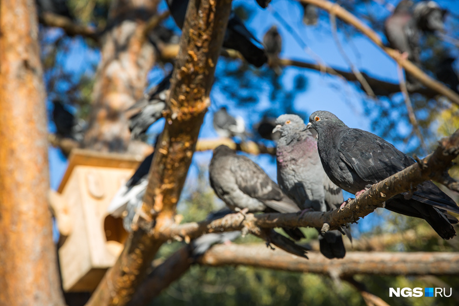 Житель поселка Крупского почти полвека разводит голубей