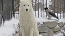 Вороны оккупировали вольер полярных волков в Новосибирском зоопарке (и, кажется, те не против гостей)