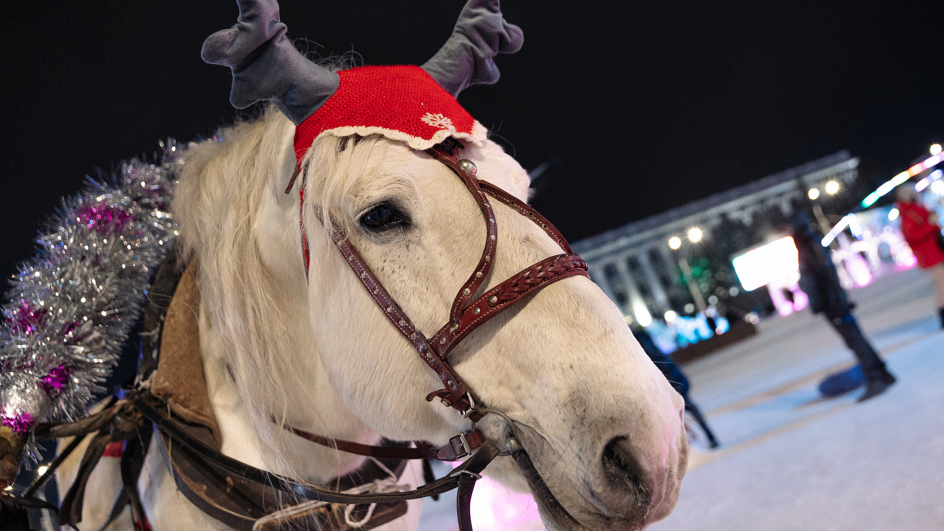 «Решил показать семье»: кузбассовца наказали за лошадь в подъезде