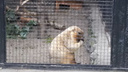 Сурок-долгожитель Иннокентий проспал свой праздник в Новосибирском зоопарке