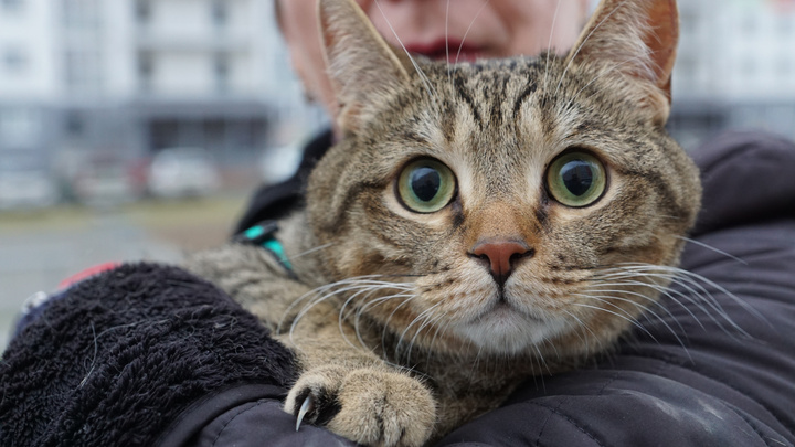 Главная кошка Нижнего Новгорода заработает 25 тысяч рублей