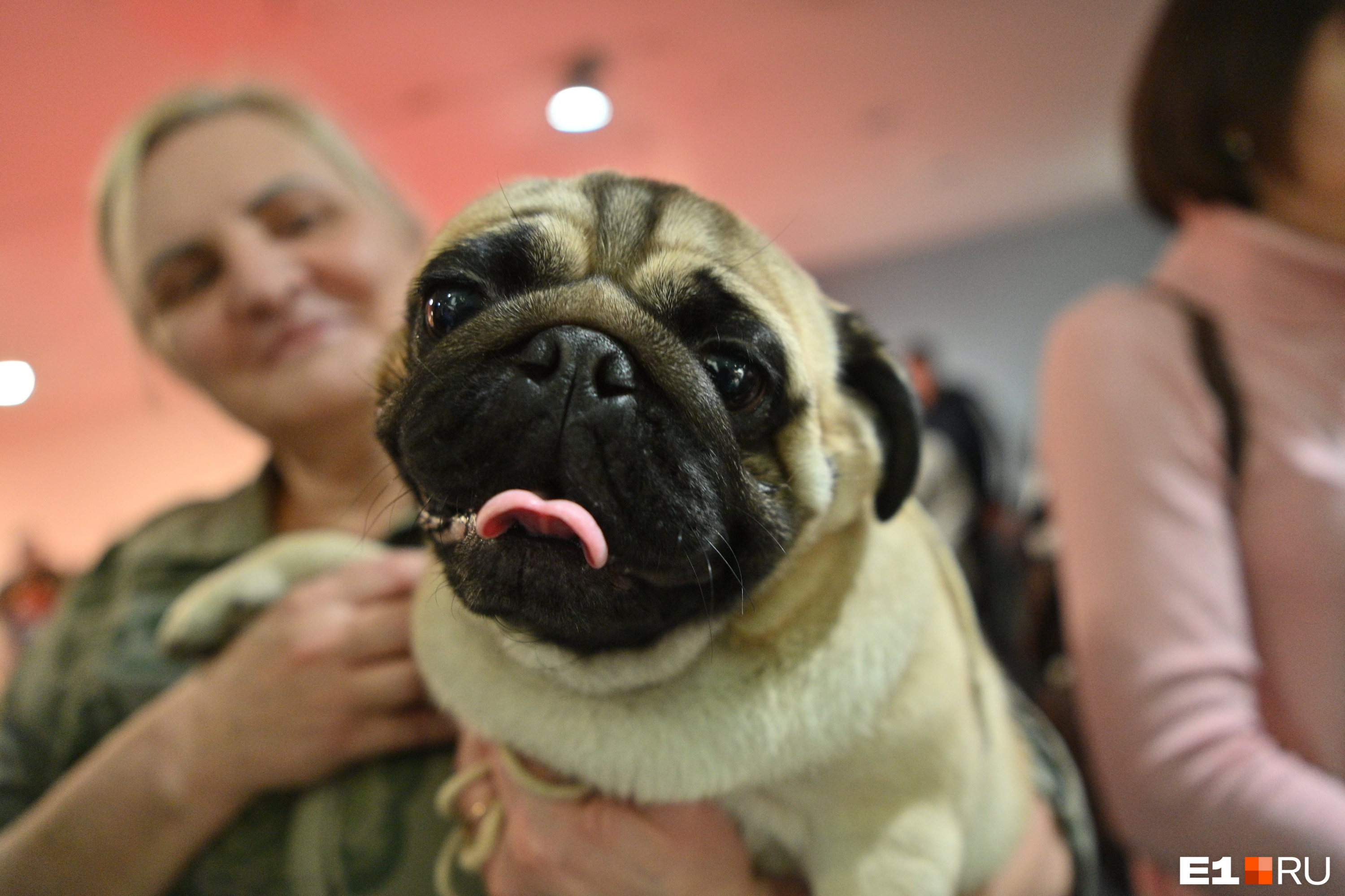 Смотрят прямо в душу! Самые трогательные и пушистые фото с выставки собак в Екатеринбурге