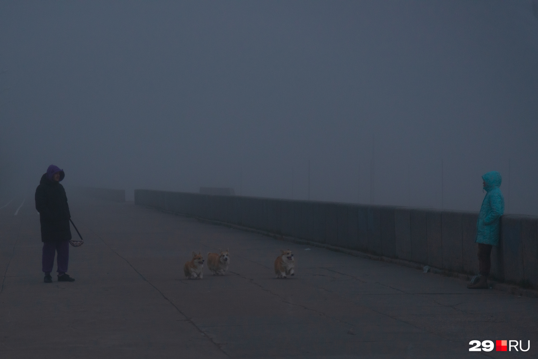Ну а эти красавчики всё радуются: что им туман, лишь бы на прогулку вывели