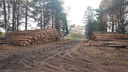 В Ярославле следователи начали проверку из-за вырубки деревьев, которую чиновники назвали «уходом за лесом»