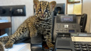 Мама директора Новосибирского зоопарка два месяца носила с работы домой редкого мраморного котенка