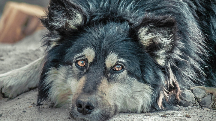 Чипированных вскрывают, а они не стерилизованы: что не так с проблемой бродячих собак в Татарстане