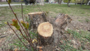 В Архангельске спилят сотни деревьев: проверьте, у вашего дома или нет