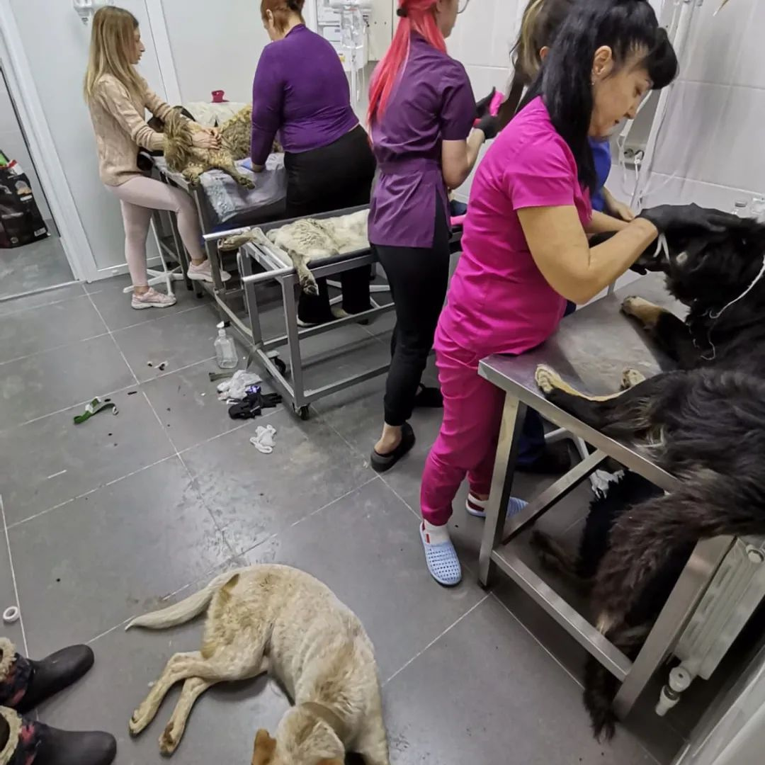 Коллектив клиники оперативно оказал помощь животным