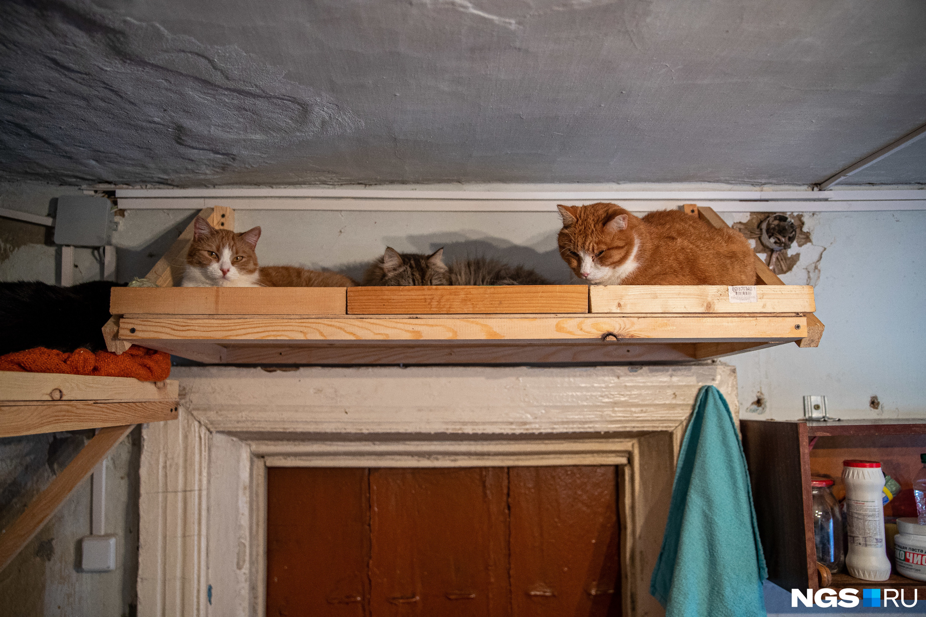 Под потолком сидят коты, которые раньше были уличными. Они ведут себя осторожно и спокойно наблюдают за происходящим