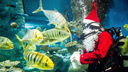 Дед Мороз — аквалангист покормил рыб под водой — 10 ярких фото из глубин