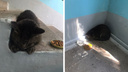 Спасенный из огня кот в Новосибирске остался жить в подъезде — его хозяин в реанимации