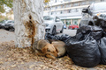 «Коллективная челобитная»: политолог объявил о начале войны волгоградских депутатов за усыпление бездомных животных