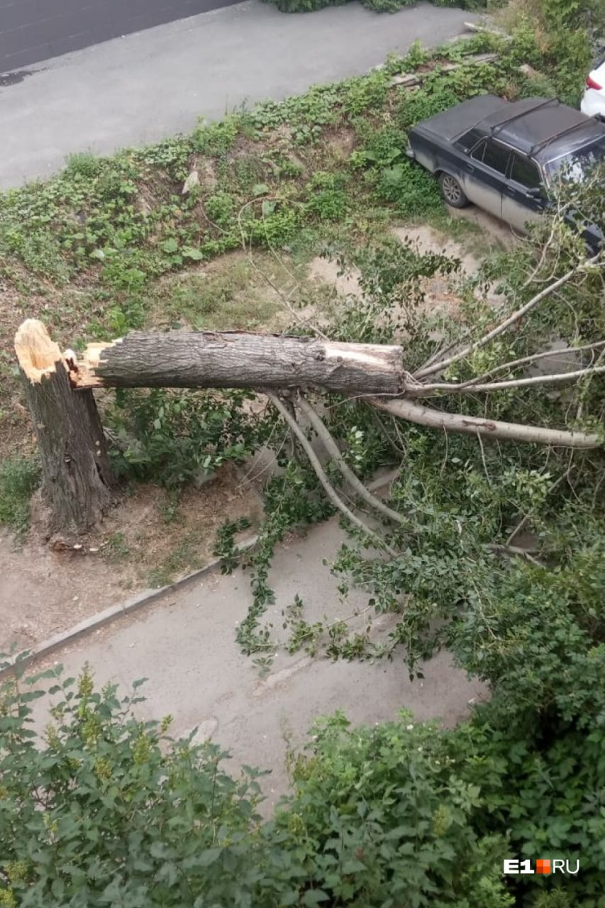 На Чердынской упало дерево во дворе