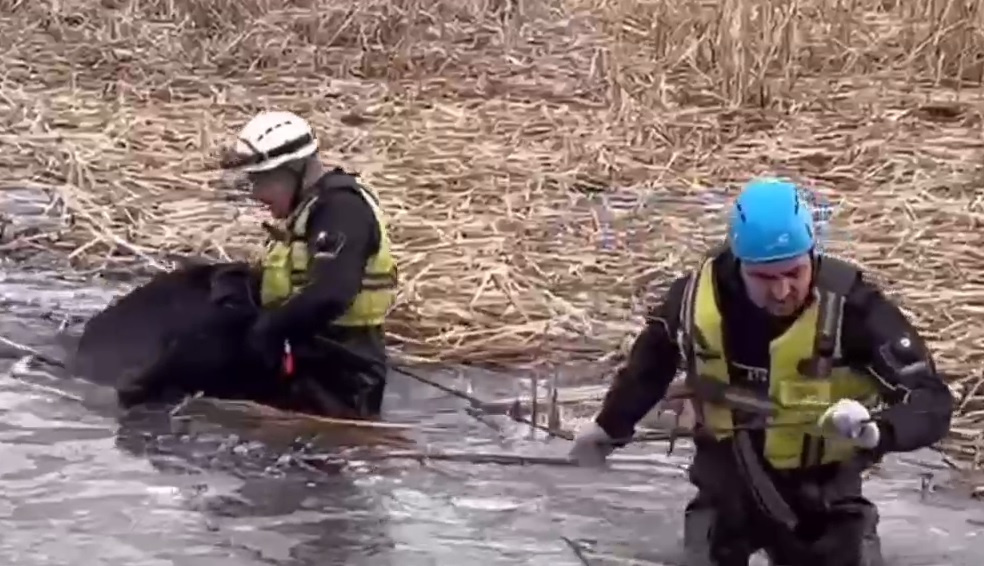 МЧС делится видео: спасателям пришлось доставать провалившихся под лёд коров