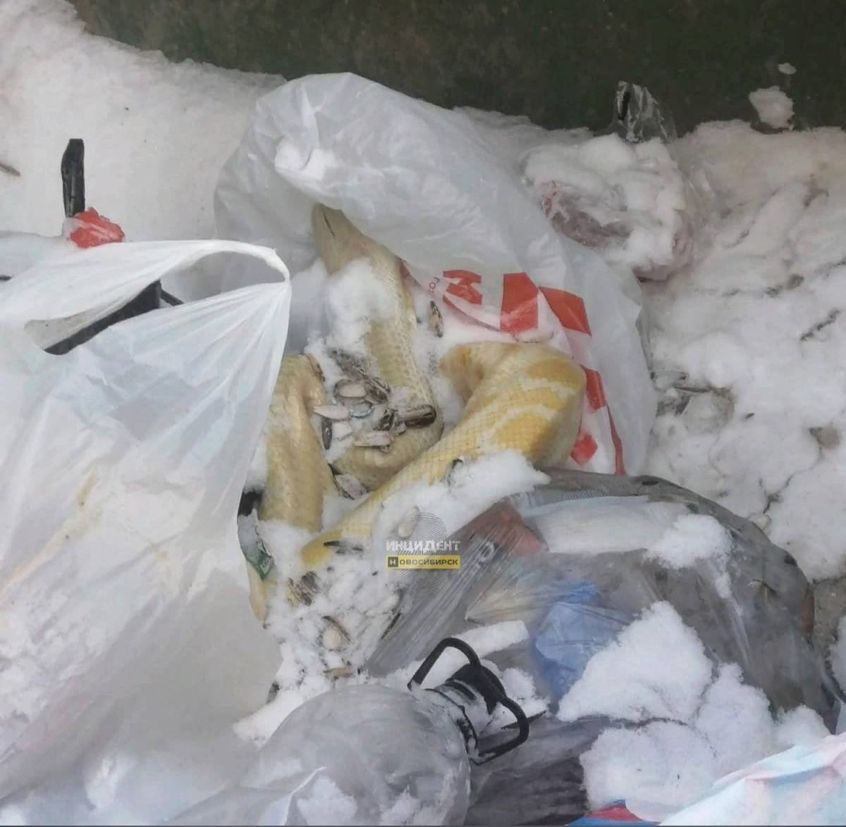 В Октябрьском районе Новосибирска в мусорке нашли мертвого питона
