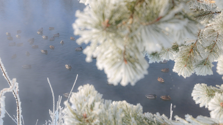 Деревья в инее, а дома растворяются в густом тумане: 10 атмосферных фотографий Теплого озера в Уфе