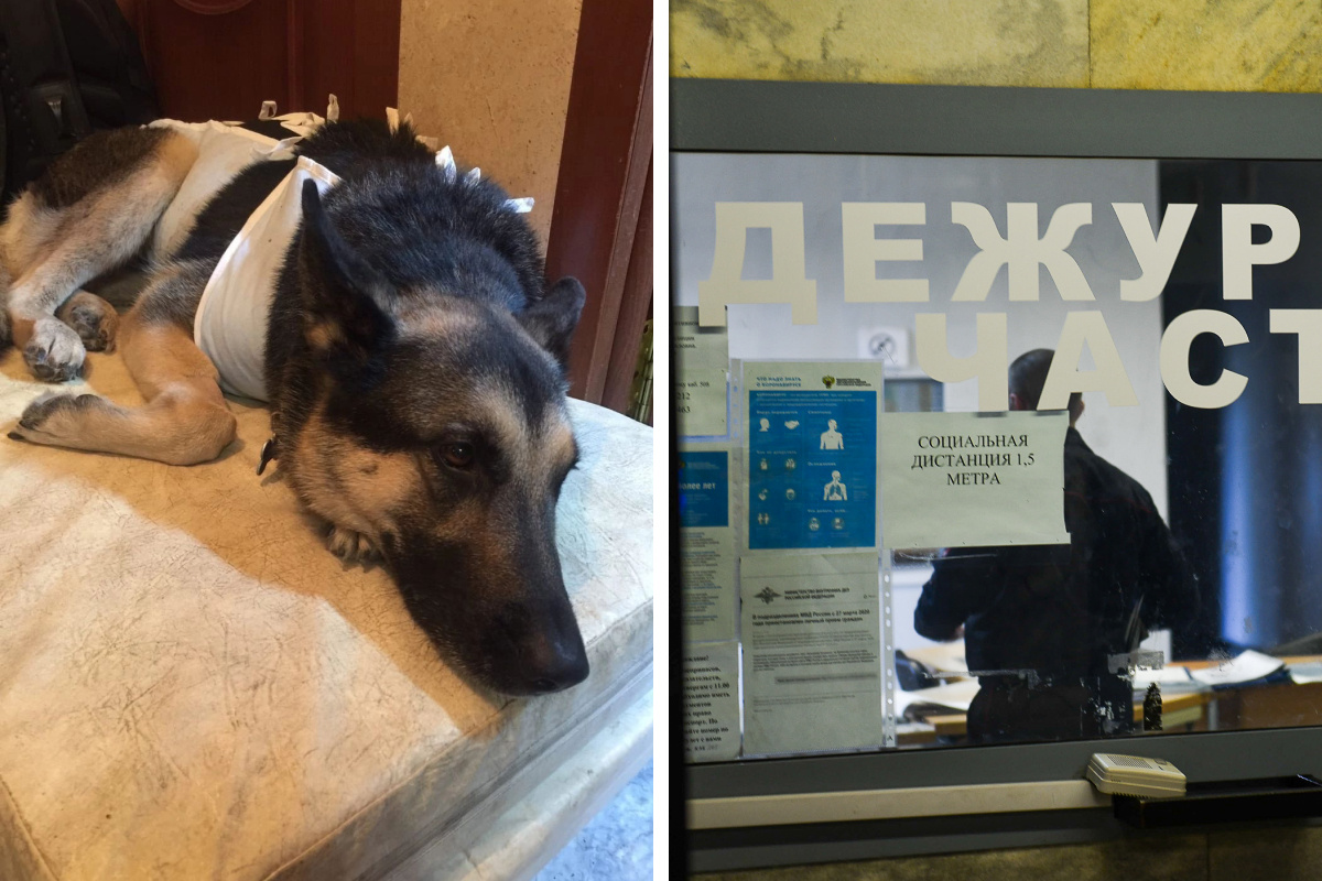 «Сука, не ходи за нами!» В Екатеринбурге хозяин собаки ударил по лицу женщину после замечания