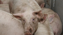 Самарских чиновников обязали заплатить за сожженных свиней