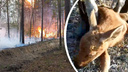 Из горящего леса в Сибири спасли лосенка. Пожарные вынесли его на <nobr class="_">руках —</nobr> трогательное видео
