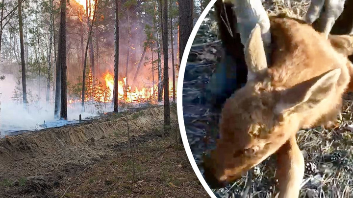 Из горящего леса в Сибири спасли лосенка. Пожарные вынесли его на руках — трогательное видео