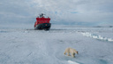 Фотограф Слава Степанов снял «хозяина Арктики» в естественной среде — 7 снимков белого медведя