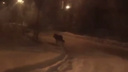 В Цигломени близко сняли на видео волка, разгуливающего по району