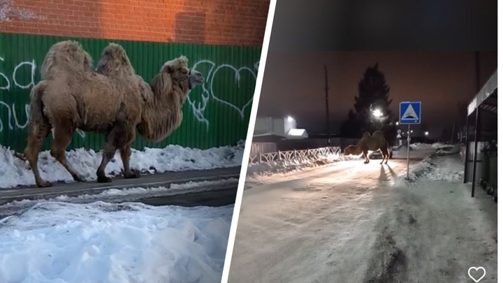«Продали казахам на мясо»: хозяева избавились от верблюда, который гулял по улицам Арамиля