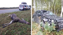 Автомобиль сбил лося в Новосибирской области — видео искореженной машины после аварии