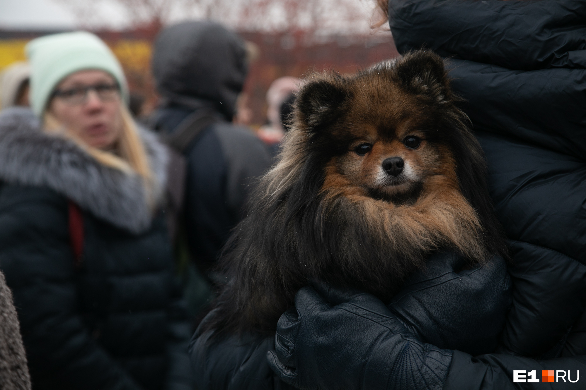 Один из активистов принес протестовать собаку