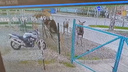Три заблудившихся лося устроили погром на автостоянке Бердска — это попало на видео