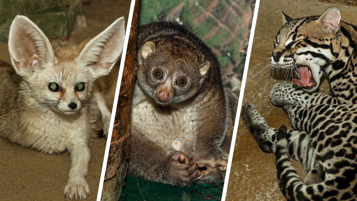 Пушистые очаровашки: NN.RU составил топ-7 самых милых животных зоопарка «Лимпопо»