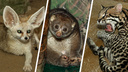 Пушистые очаровашки: NN.RU составил топ-7 самых милых животных зоопарка «Лимпопо»