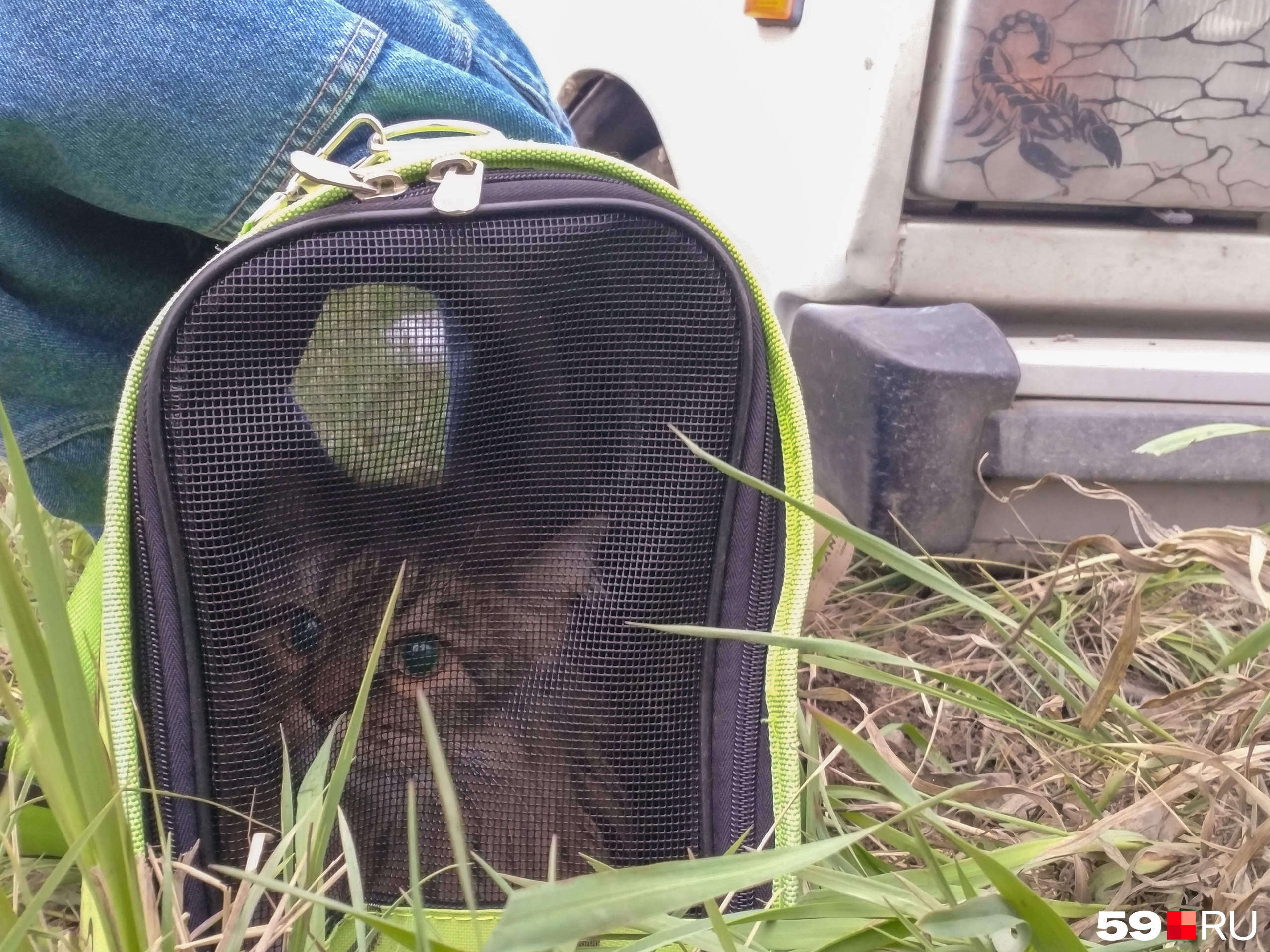 Котику пришлось ждать родственников хозяев на обочине Котику пришлось ждать родственников хозяев на обочине