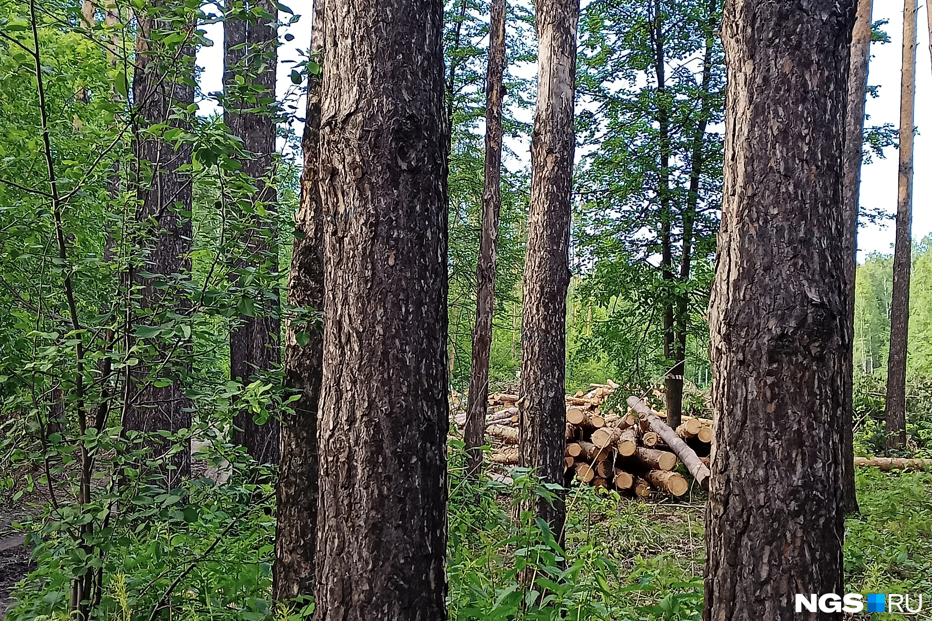 В Канаде засняли двух полуголых женщин, поедающих оленя в лесу - nordwestspb.ru | Новости