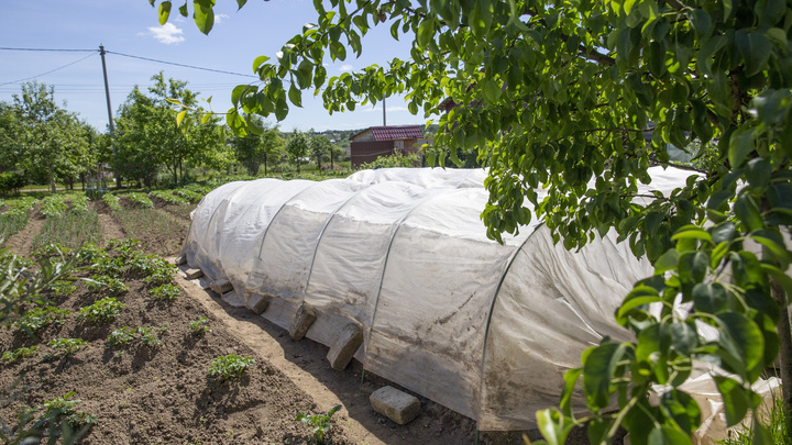 «Роста нет, а вода испарится»: биолог объяснила, как правильно поливать огород во время жары