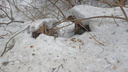В ловушку попала собака, которая напала на женщину в новосибирском парке «Сосновый бор»