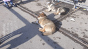 Власти объяснили, почему в Самаре так много бездомных собак