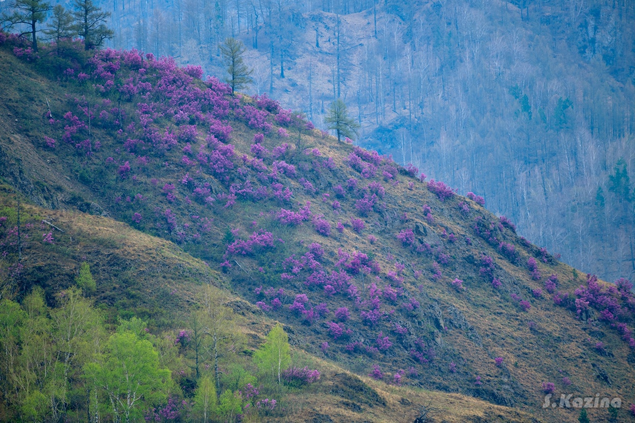 Алтайский край цветение маральника