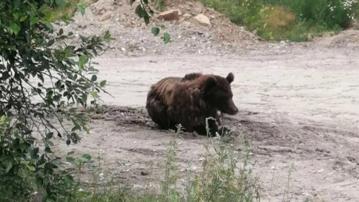 Мэрия Иркутска: сбежавший неделю назад из питомника медведь не представляет опасности для человека
