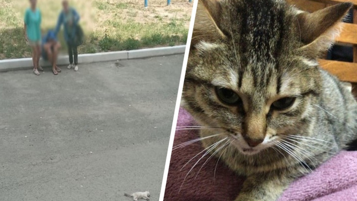 Свердловский суд отправил живодера в колонию строгого режима из-за того, что он выбросил кошку с пятого этажа